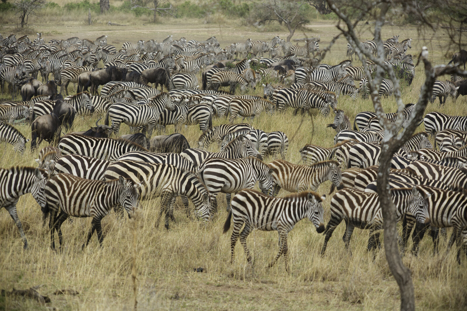 Great herds of wildebeest spread across the Serengeti plains in Tanzania