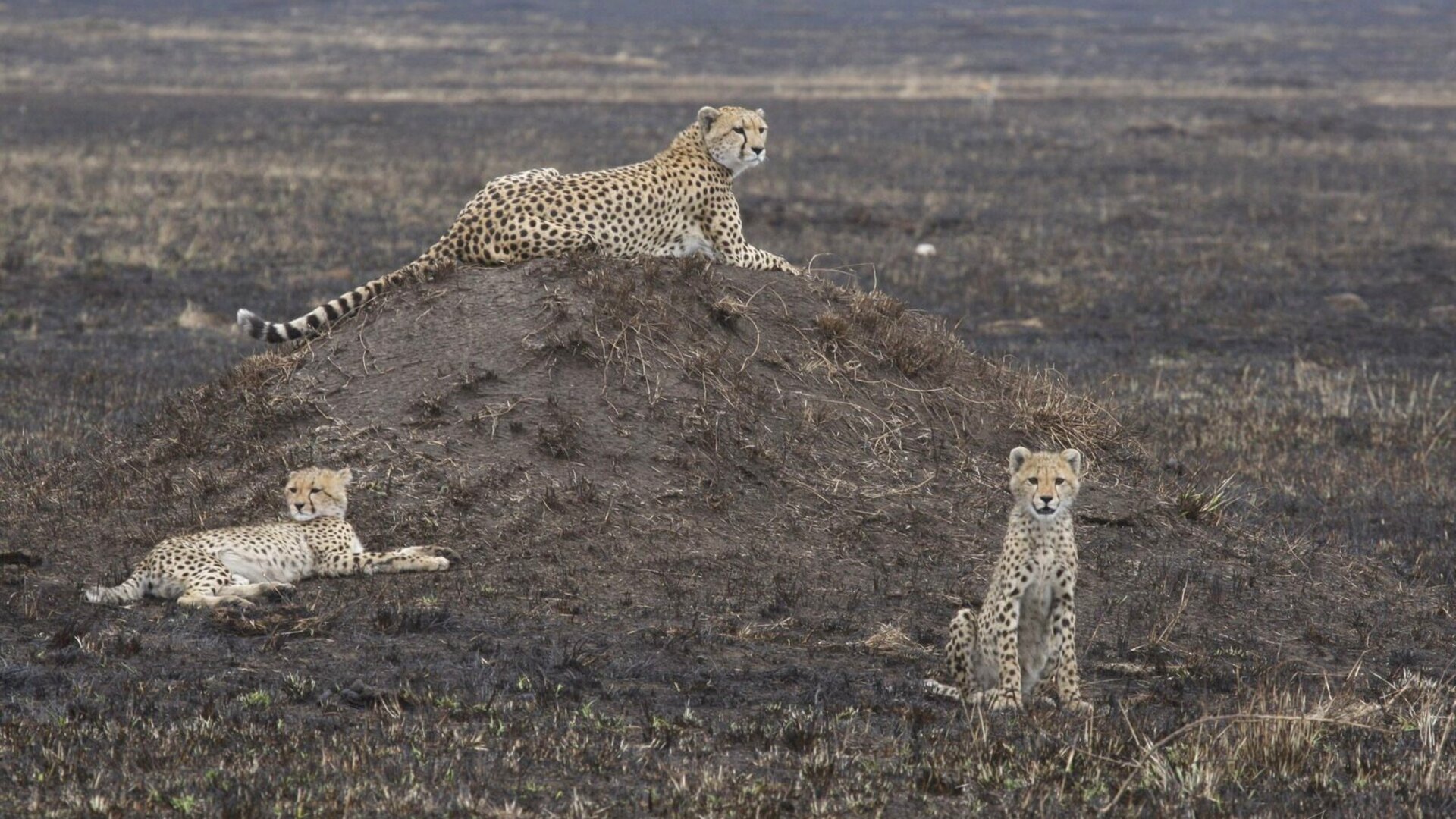 A safari vehicle of travellers watching the plains at sunset on a small group safari across Kenya and Tanzania